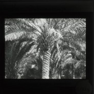 Böhl glass slide 12./227